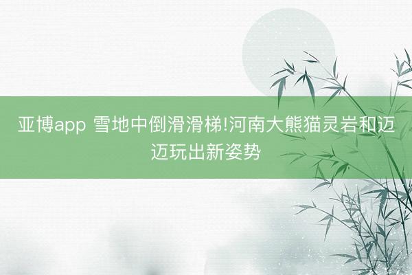 亞博app 雪地中倒滑滑梯!河南大熊貓靈巖和邁邁玩出新姿勢